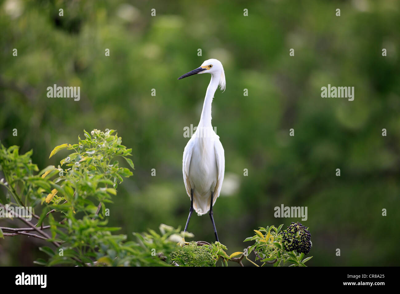 Snowy Silberreiher (Egretta unaufger), Erwachsene auf Zweig, Florida, USA, Amerika Stockfoto