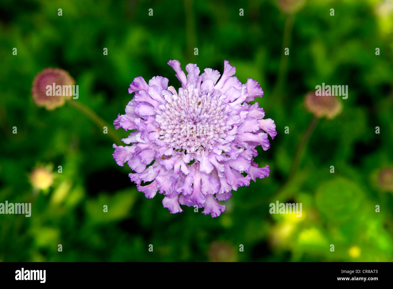 Feld Witwenblume (Knautia Arvensis), Blume Stockfoto