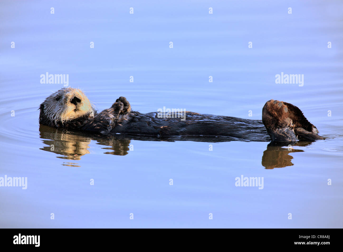 Seeotter (Enhydra Lutris), Erwachsener, Frau, im Wasser, Monterey, Kalifornien, USA Stockfoto