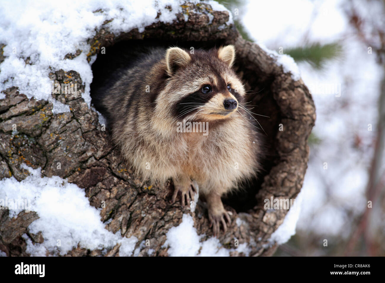 Waschbär (Procyon Lotor), Höhle, Schnee, Winter, Montana, USA Stockfoto