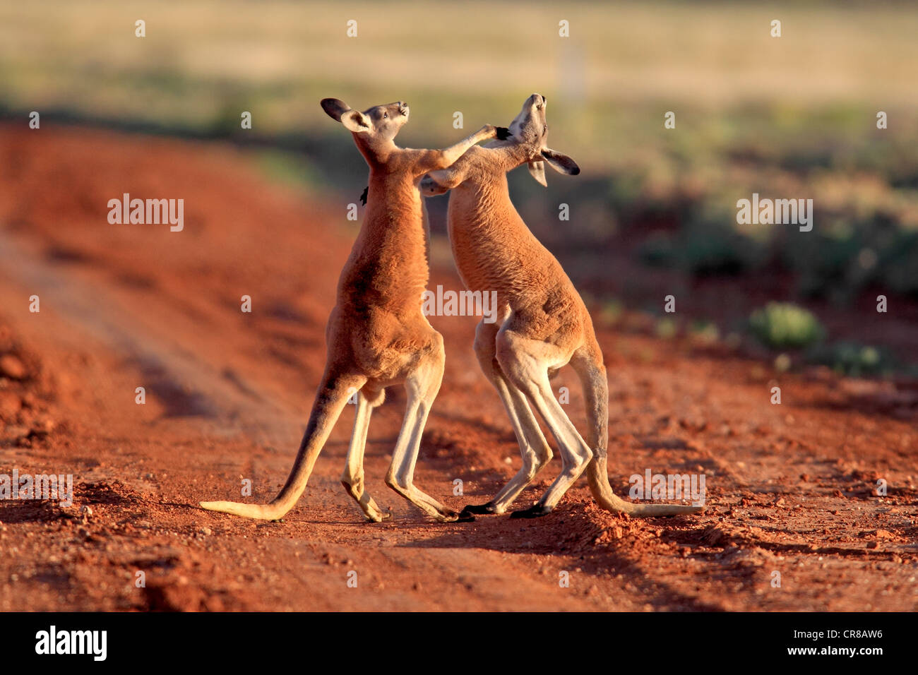Roter Känguruh (Macropus Rufus), männliche Erwachsene kämpfen, Tibooburra, Sturt Nationalpark, New South Wales, Australien Stockfoto