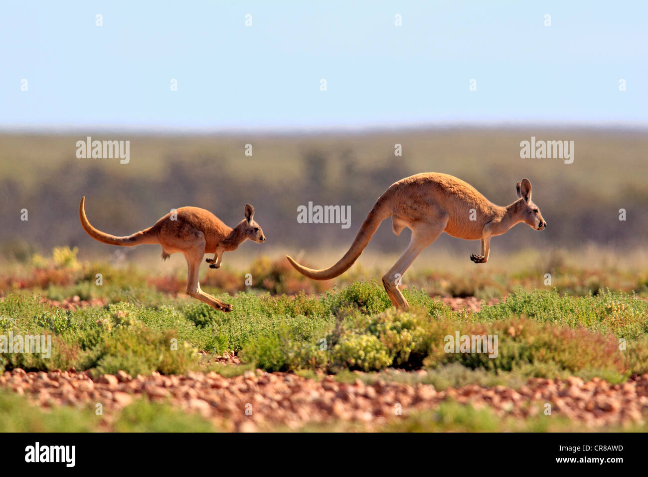 Roter Känguruh (Macropus Rufus) springen Erwachsene weibliche und Jugendliche, Tibooburra, Sturt Nationalpark, New South Wales, Australien Stockfoto