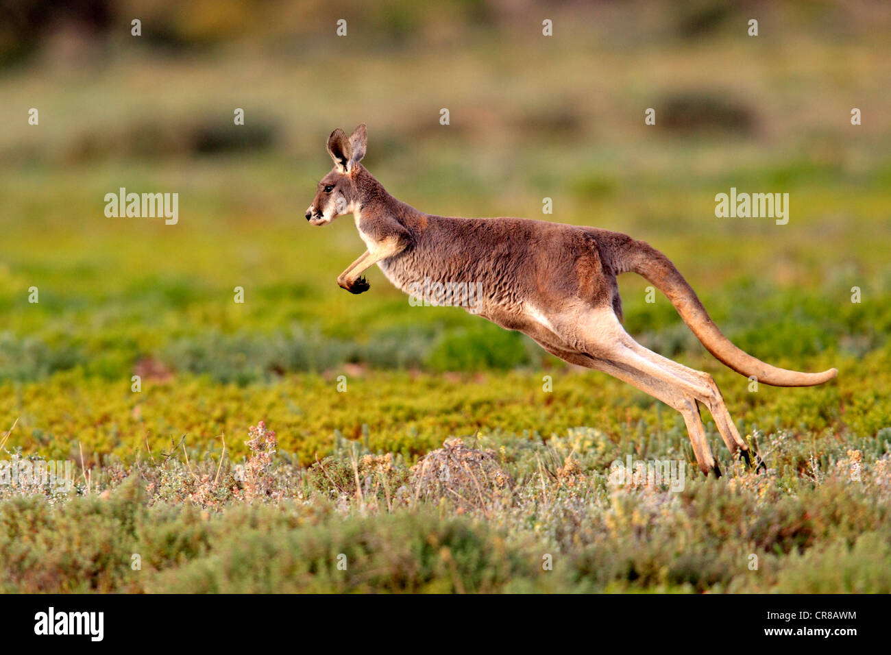 Roter Känguruh (Macropus Rufus) springen Erwachsene, Tibooburra, Sturt Nationalpark, New South Wales, Australien Stockfoto