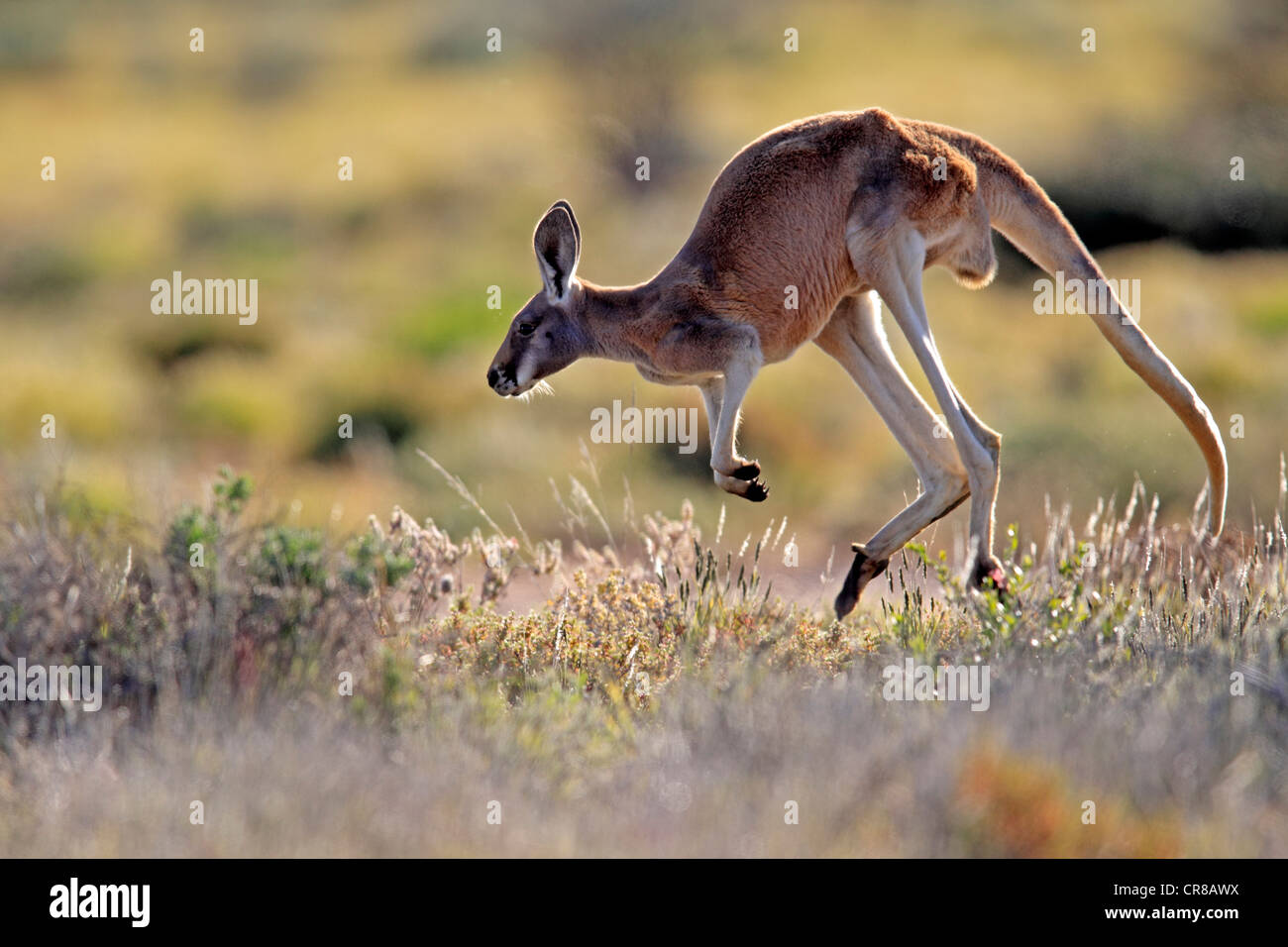 Roter Känguruh (Macropus Rufus) springen Erwachsene, Tibooburra, Sturt Nationalpark, New South Wales, Australien Stockfoto