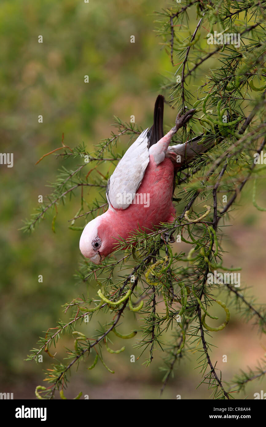 Rosakakadu, Rose-breasted Cockatoo, Galah Cockatoo, rosigen Kakadu oder rosa und grau (Eolophus Roseicapillus) Stockfoto