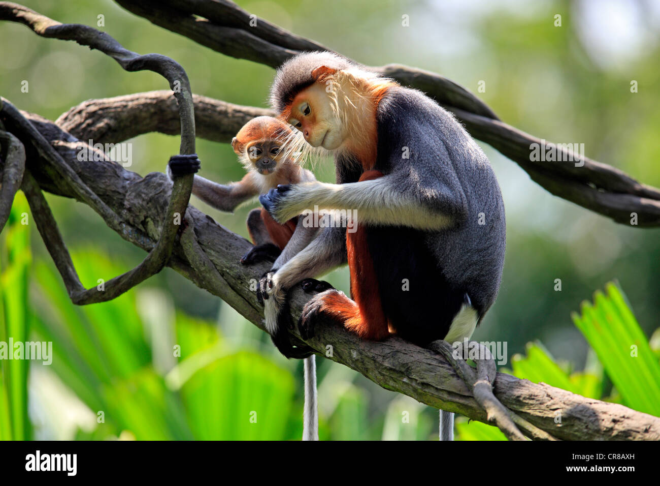 Rot-Schaft-Douc (Pygathrix Nemaeus), Erwachsene Frau mit Baby, Baum, Asien Stockfoto