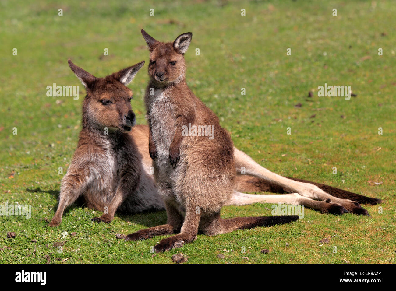 Kangaroo Island Känguruh (Macropus Fuliginosus Fuliginosus), Unterart des westlichen grau Kangaroo, Erwachsene, Australien Stockfoto