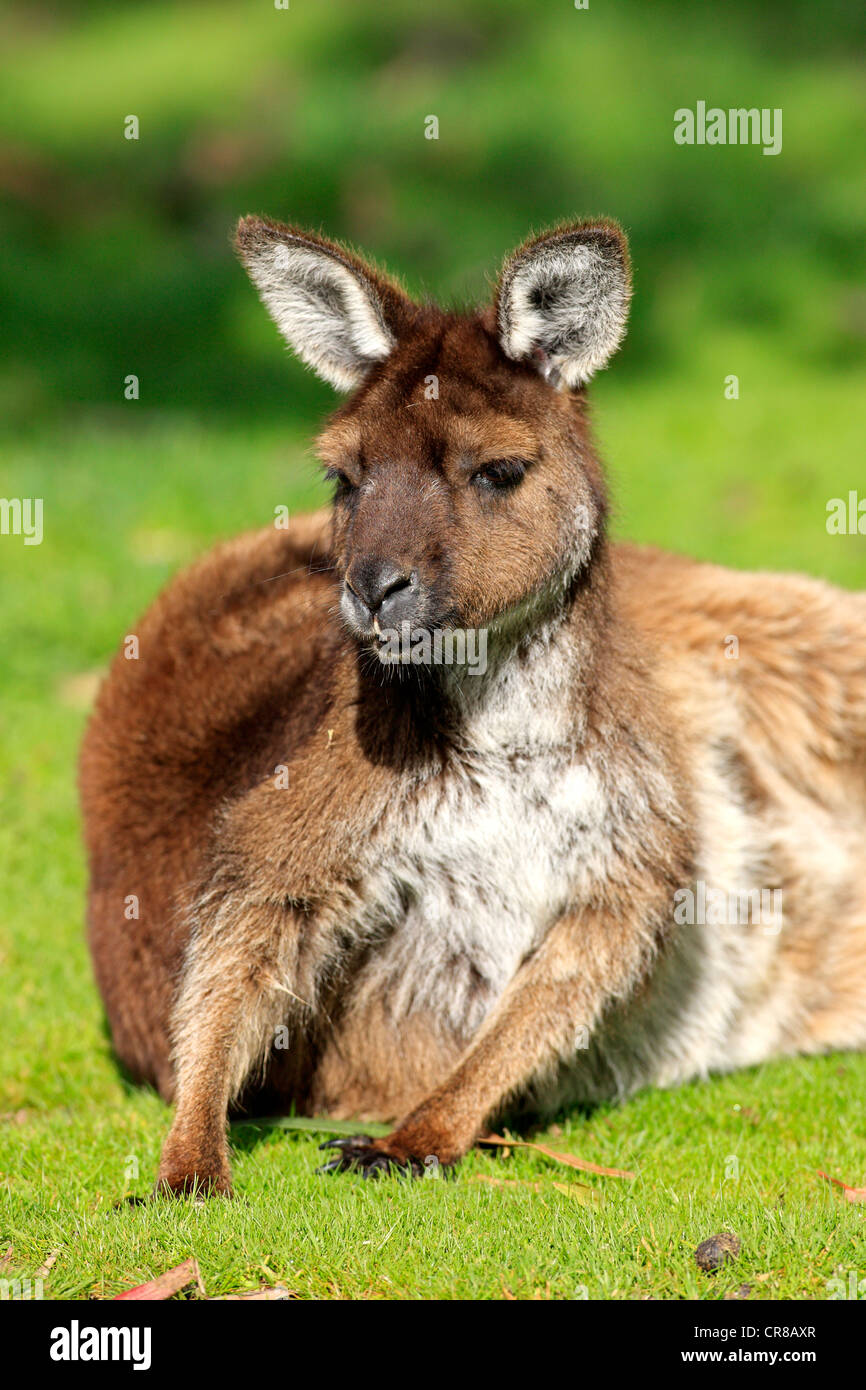 Kangaroo Island Känguruh (Macropus Fuliginosus Fuliginosus), Unterart des westlichen grau Kangaroo, Erwachsene, Australien Stockfoto