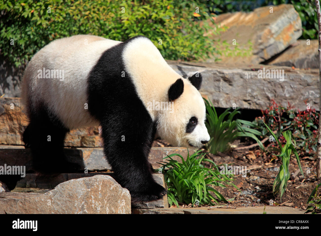 Großer Panda (Ailuropoda Melanoleuca), Erwachsene, Adelaide Zoo, South Austalia, Australien Stockfoto