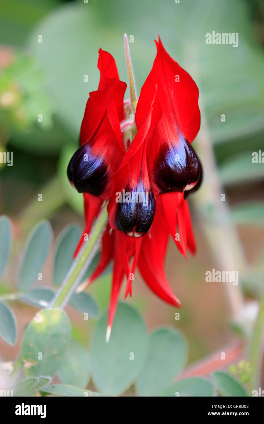 Die Sturt Desert Pea (Swainsona Formosa), Blume, Sturt Nationalpark, New South Wales, Australien Stockfoto