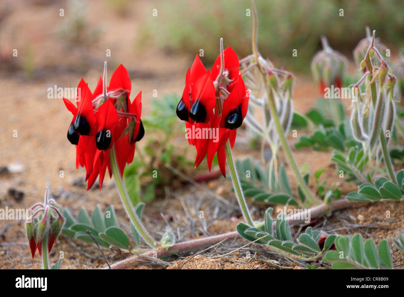 Die Sturt Desert Pea (Swainsona Formosa), Blumen, Sturt Nationalpark, New South Wales, Australien Stockfoto