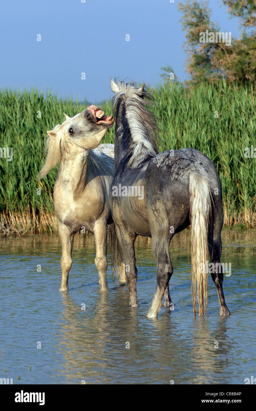 Zwei Hengste, Camargue-Pferde (Equus Caballus), Saintes Marie De La Mer, Camargue, Frankreich Stockfoto