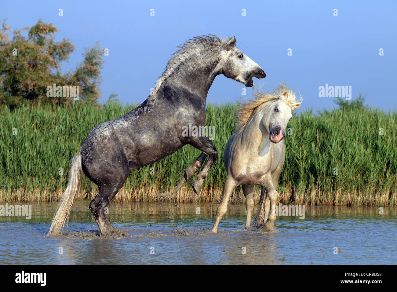 Camargue Pferde (Equus Caballus), zwei Hengste kämpfen im Wasser, Saintes-Marie-de-la-Mer, Camargue, Frankreich Stockfoto