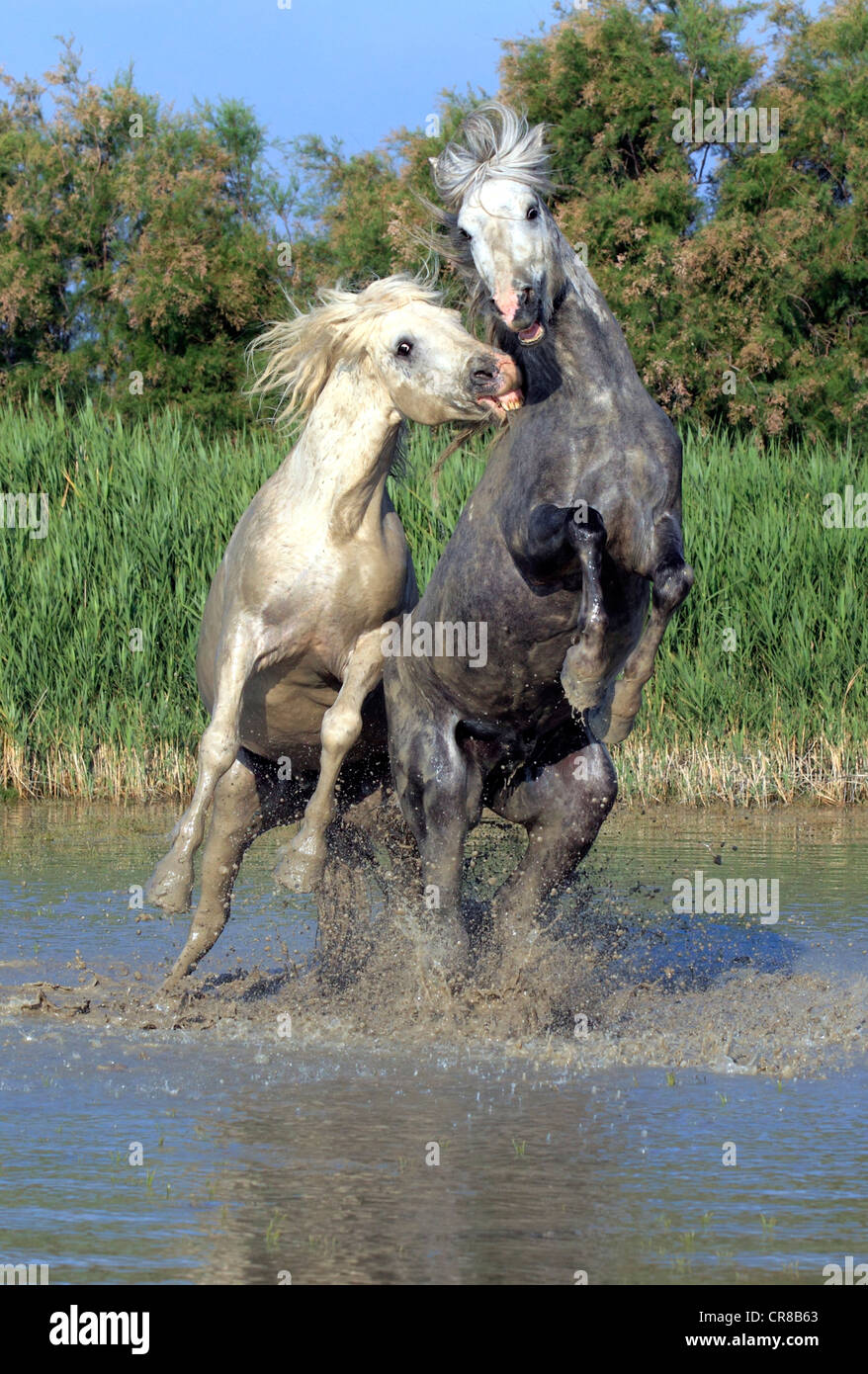 Camargue Pferde (Equus Caballus), zwei Hengste kämpfen im Wasser, Saintes-Marie-de-la-Mer, Camargue, Frankreich Stockfoto