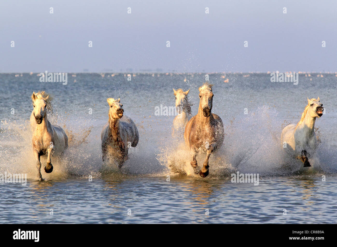 Camargue-Pferde (Equus Caballus), Herde galoppierend durch Wasser, Saintes-Marie-de-la-Mer, Camargue, Frankreich Stockfoto