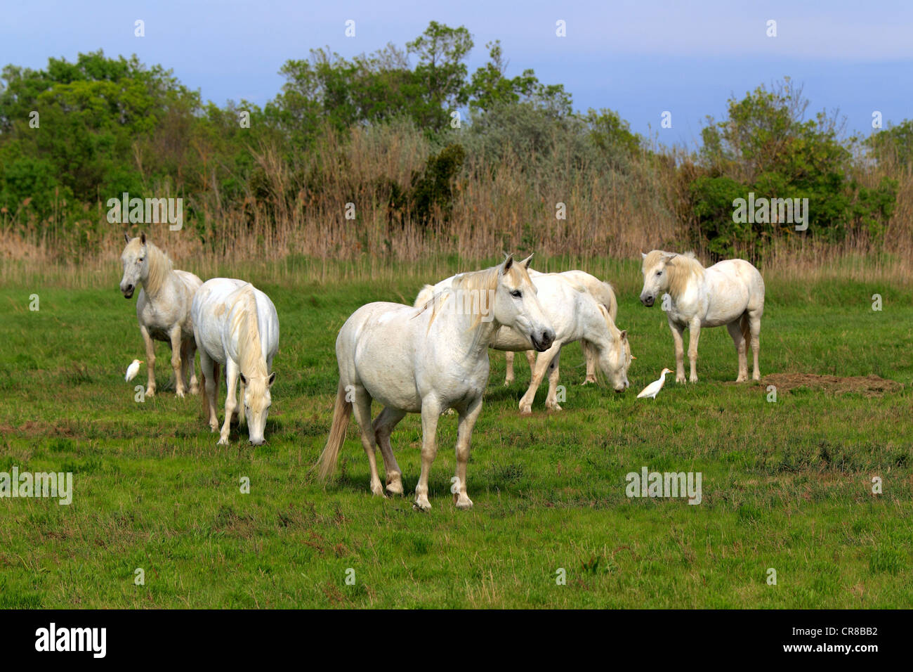 Camargue-Pferde (Equus Caballus), Saintes-Marie-de-la-Mer, Camargue, Frankreich, Europa Stockfoto