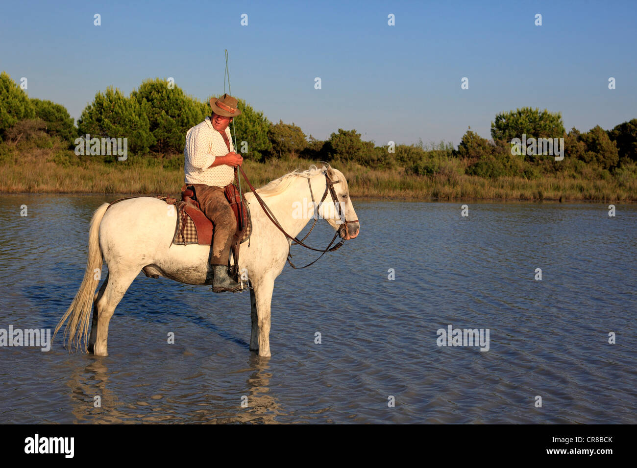 Mann reitet ein Camargue-Pferd (Equus Caballus) in Wasser, Saintes-Marie-de-la-Mer, Camargue, Frankreich Stockfoto