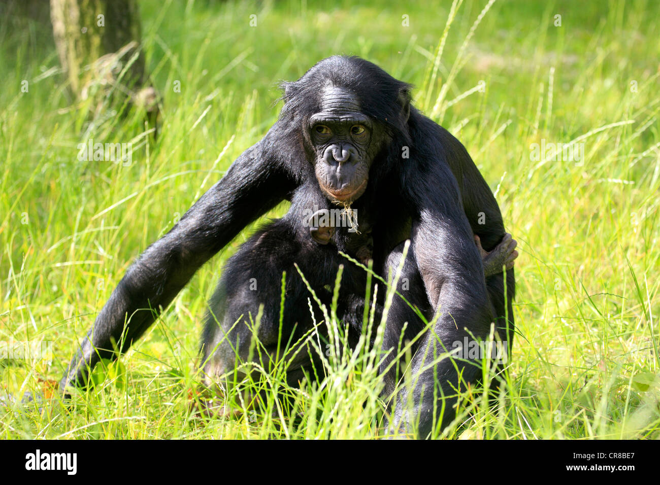 Bonobo oder Pygmy Schimpanse (Pan Paniscus), Mutter und Kind, Afrika Stockfoto