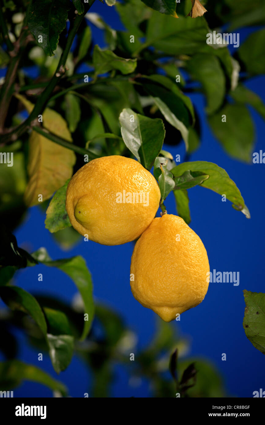 Zitronen (Citrus Limon), Früchte auf dem Baum, Solana Beach, Kalifornien, USA Stockfoto