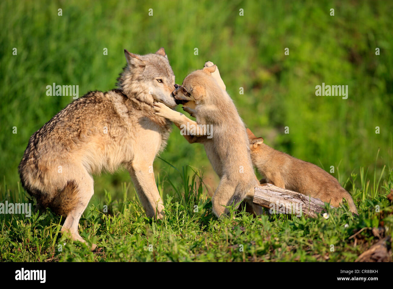 Wolf (Canis Lupus), Jungtiere betteln ihre Mutter für Lebensmittel, Sozialverhalten, Minnesota, USA, Nordamerika Stockfoto