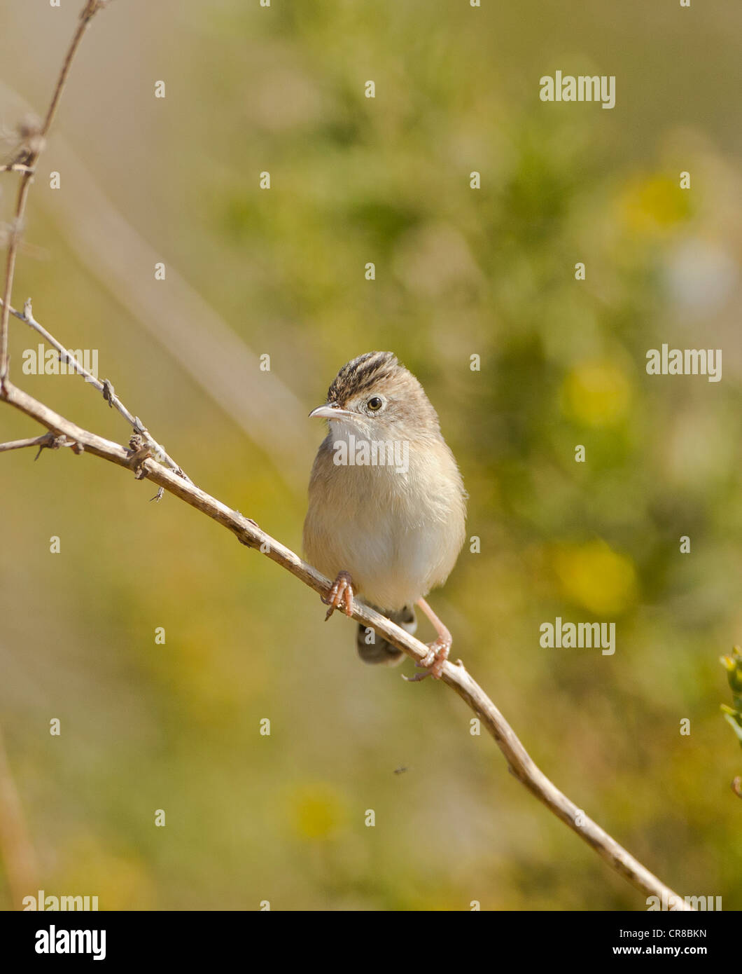 Cistensänger Cisticola Cisticola kommt auch als Fan tailed Warbler La Janda Südspanien Stockfoto