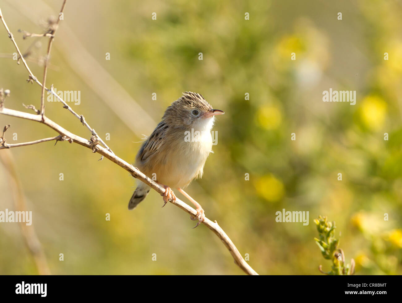 Cistensänger Cisticola Cisticola kommt auch als Fan tailed Warbler La Janda Südspanien Stockfoto