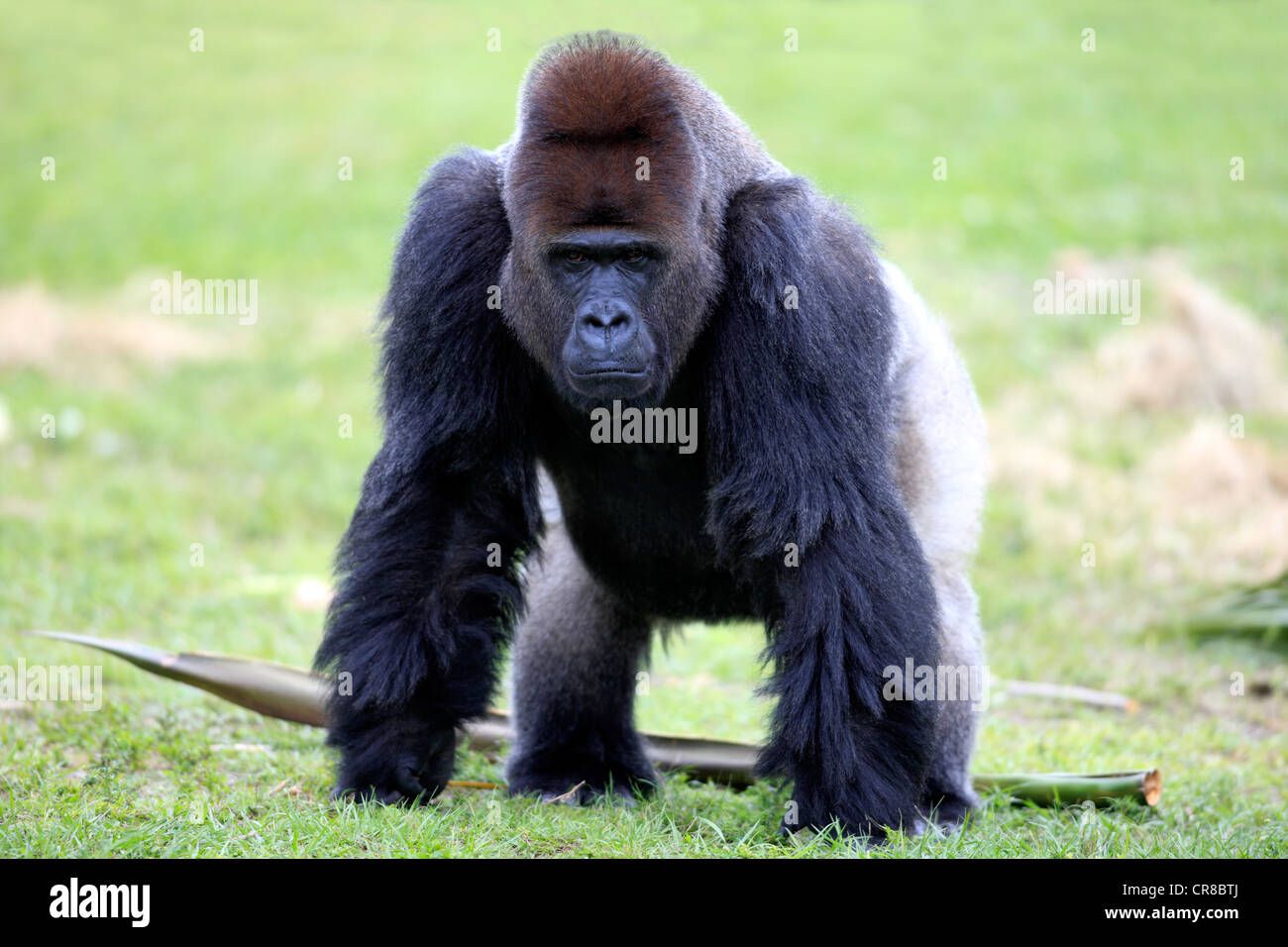 Flachlandgorilla (Gorilla Gorilla), Erwachsene, Männlich, Silberrücken, in Gefangenschaft, Florida, USA, Nordamerika Stockfoto