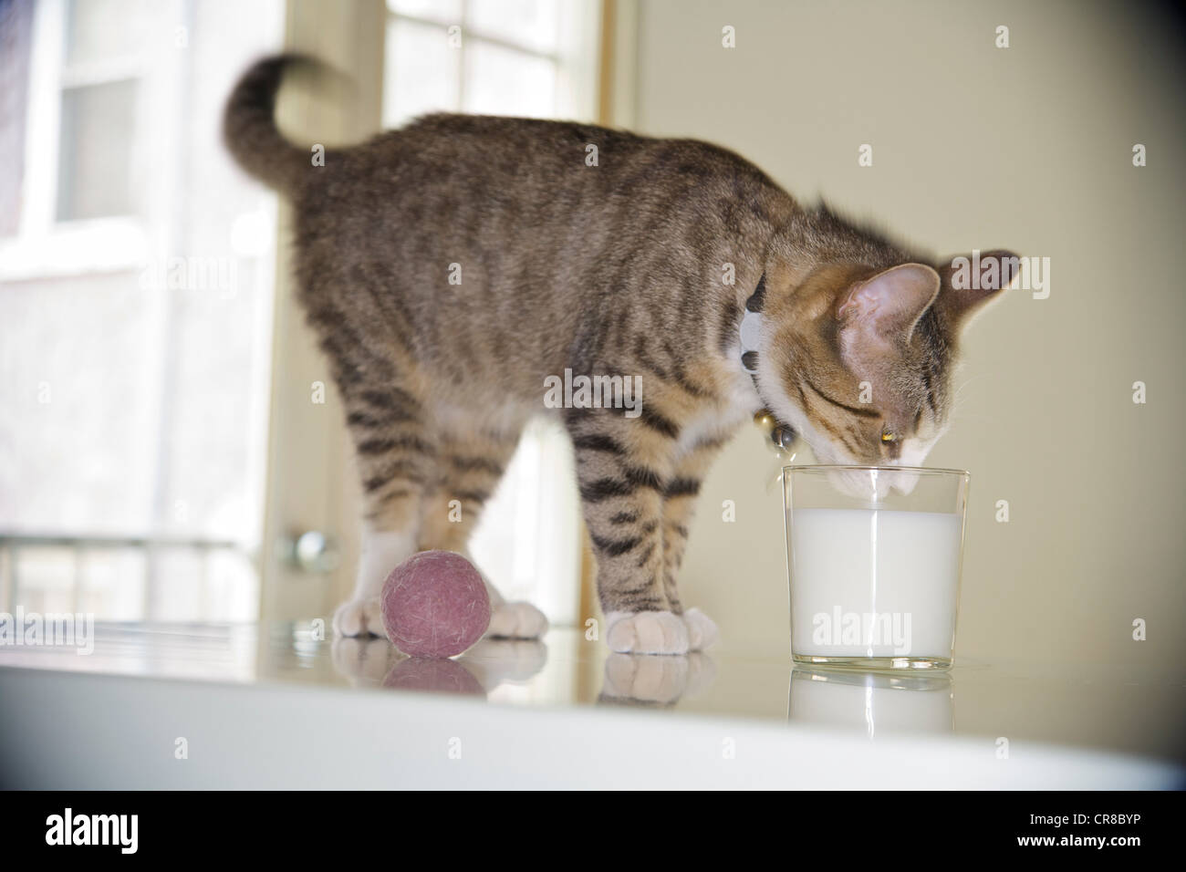 Katze Milch Trinken Stockfotos und bilder Kaufen Alamy