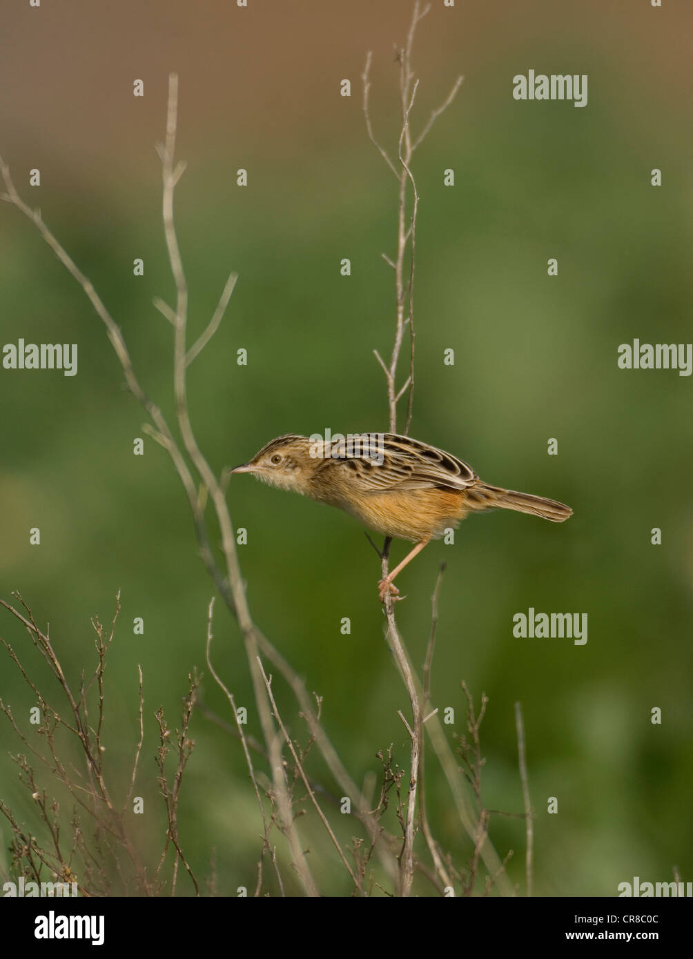 Cistensänger Cisticola Cisticola kommt auch als Fan tailed Warbler La Janda Südspanien Stockfoto