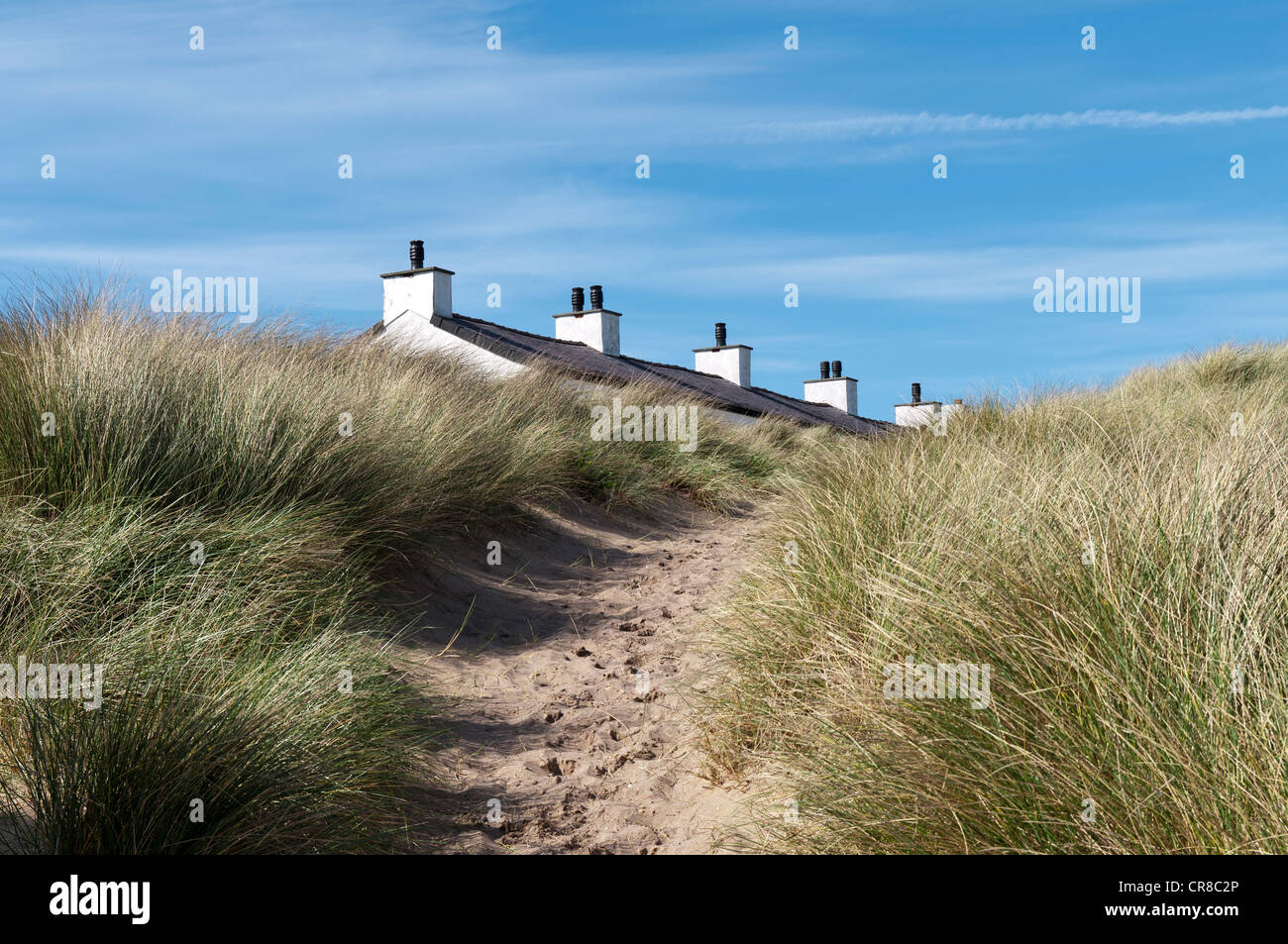 Piloten auf dem Land auf Llanddwyn Insel Anglesey North Wales Stockfoto