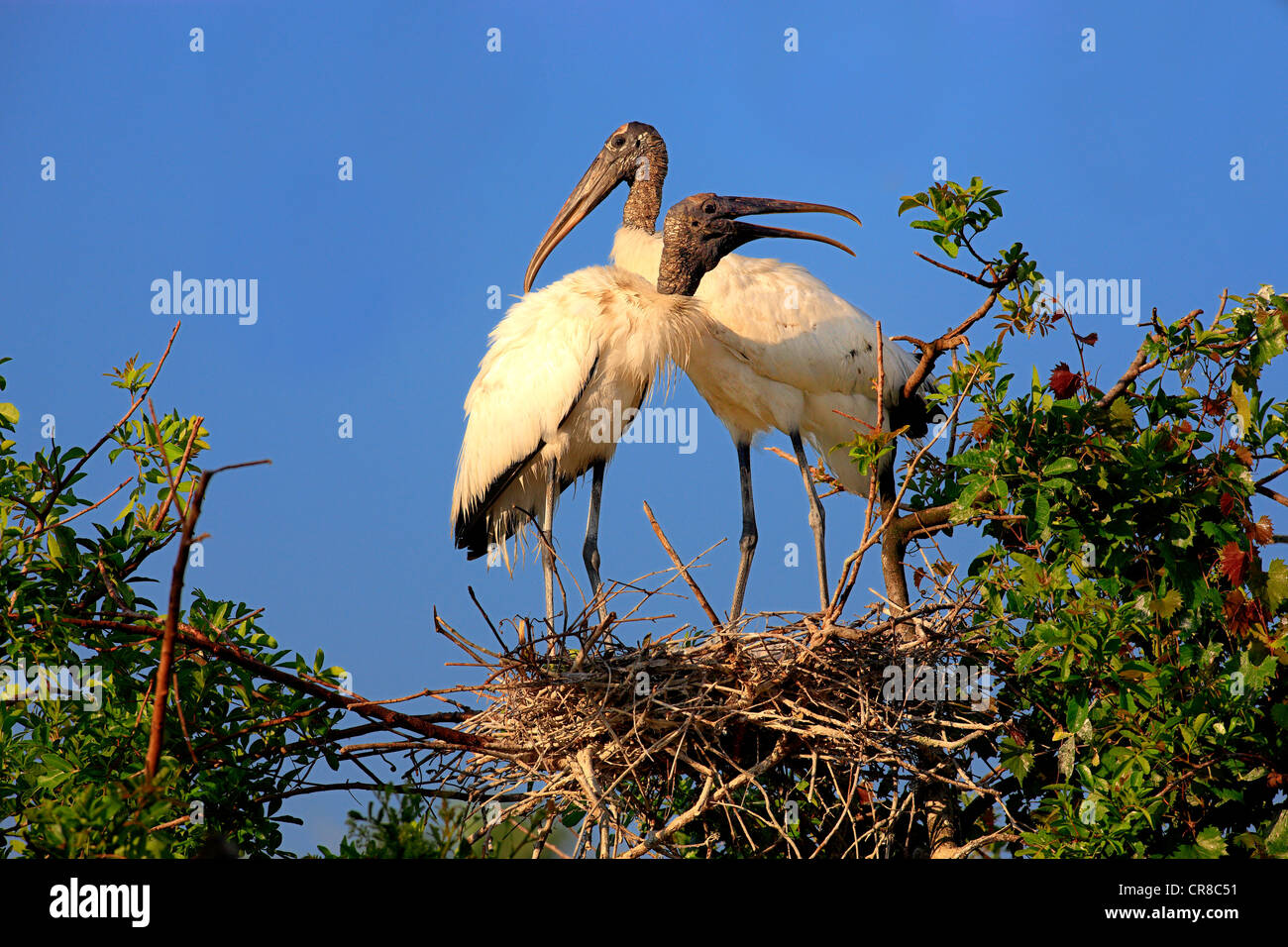 Holz-Storch (Mycteria Americana), junge Vögel nisten, Florida, USA Stockfoto