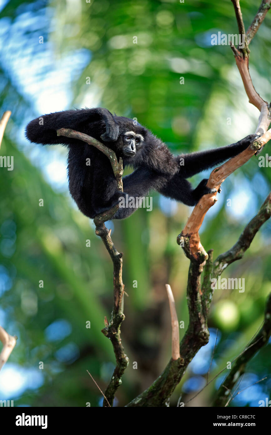 Agile Gibbon oder schwarz-handed Gibbon (Hylobates Agilis), Erwachsener, in einen Baum, Singapur, Südostasien Stockfoto