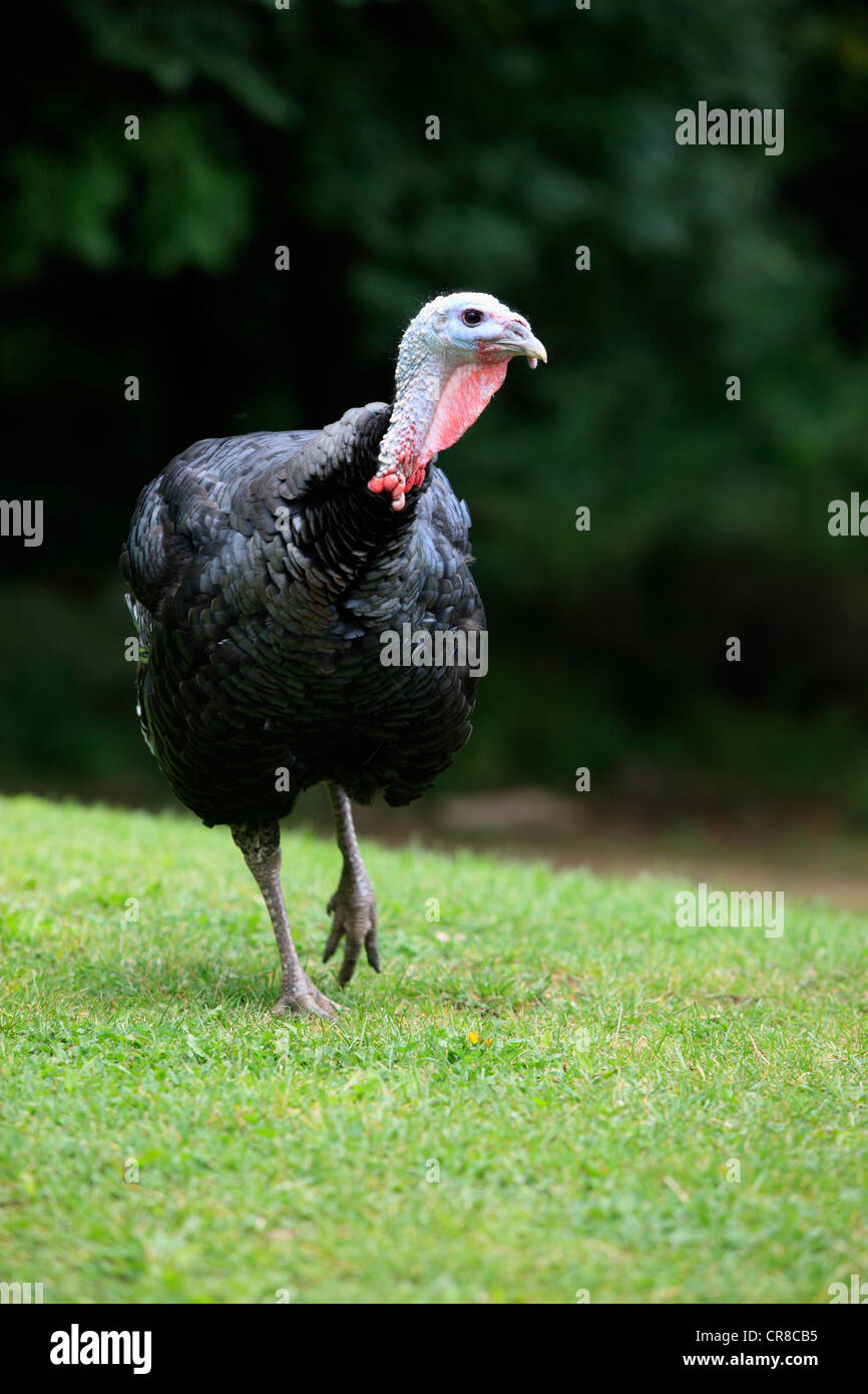Wilder Truthahn (Meleagris Gallopavo), Erwachsene, Deutschland, Europa Stockfoto