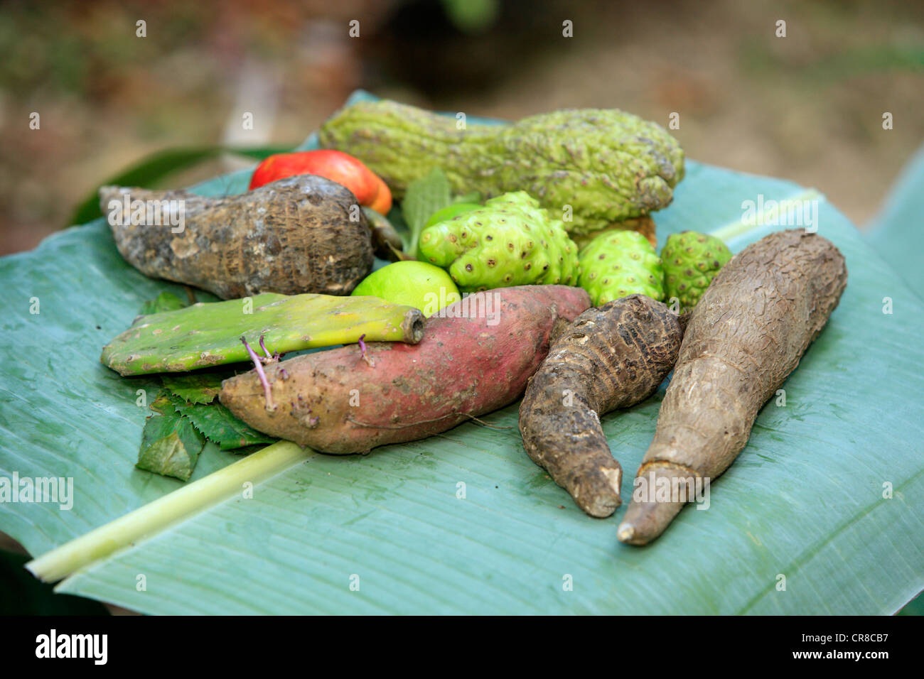 Tropische Früchte, Cashew (Anacardium Occidentale), Maniok oder Maniok (Manihot Esculenta), Feigenkaktus (Opuntia Ficus Indica) auf Stockfoto