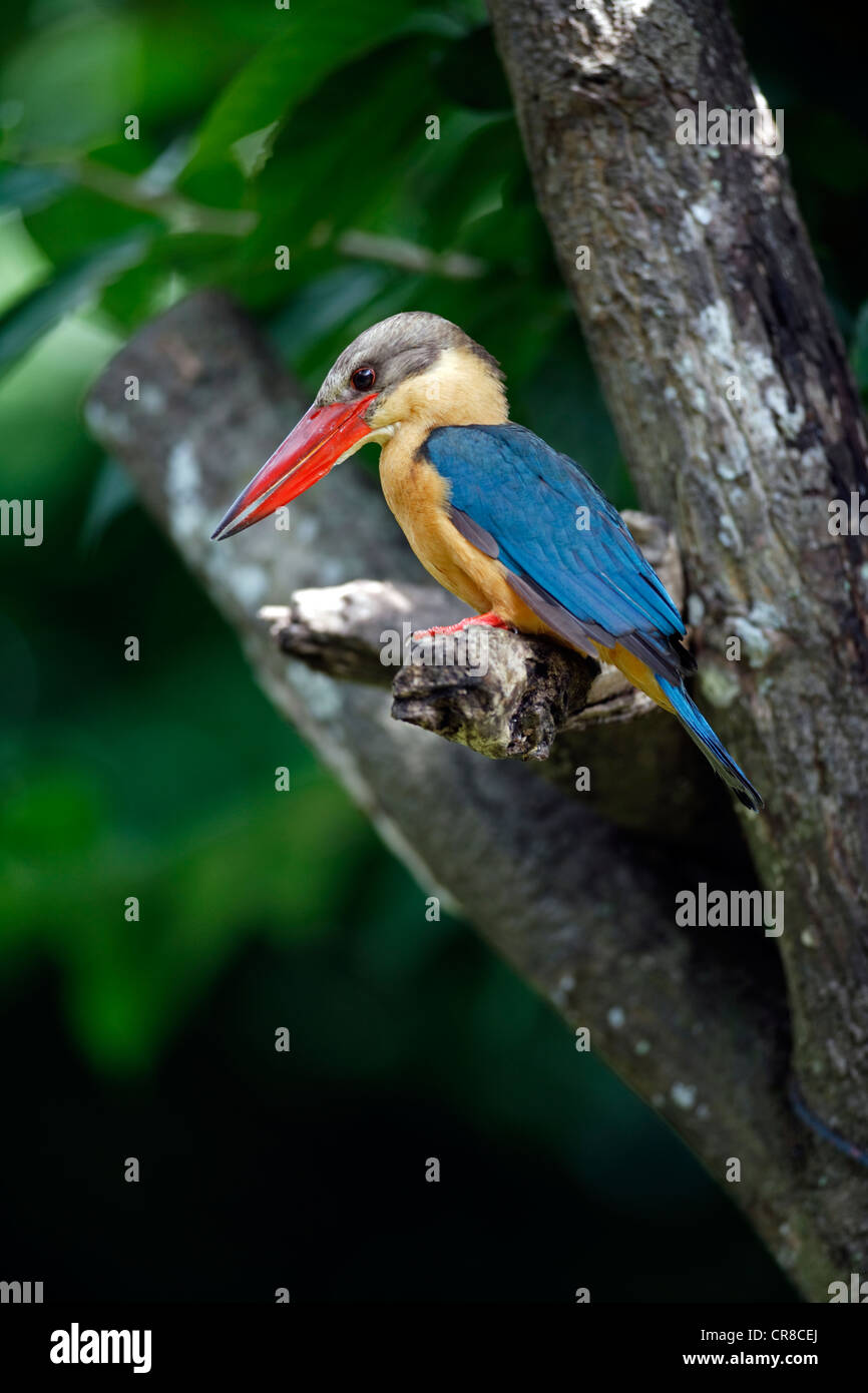 Storch-billed Kingfisher (Pelargopsis Capensis), Erwachsene thront auf Baum, Singapur, Asien Stockfoto