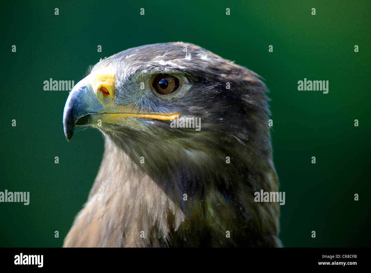 Steppenadler (Aquila Nipalensis), Erwachsene, portrait Stockfoto