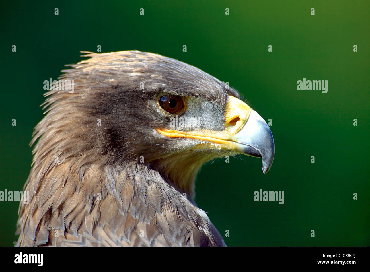 Steppenadler (Aquila Nipalensis), Erwachsene, portrait Stockfoto