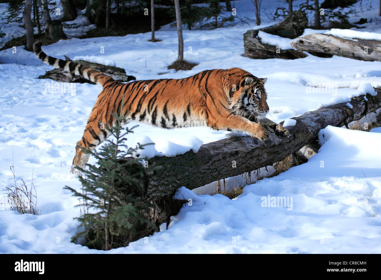 Siamang (Symphalangus Syndactylus), Erwachsener, springen, Gefangenschaft, Florida, USA Stockfoto