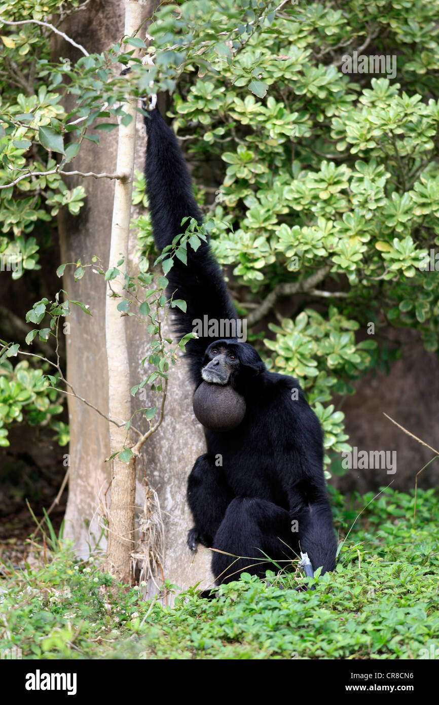 Siamang (Symphalangus Syndactylus), Erwachsener, in Gefangenschaft, Florida, USA Stockfoto