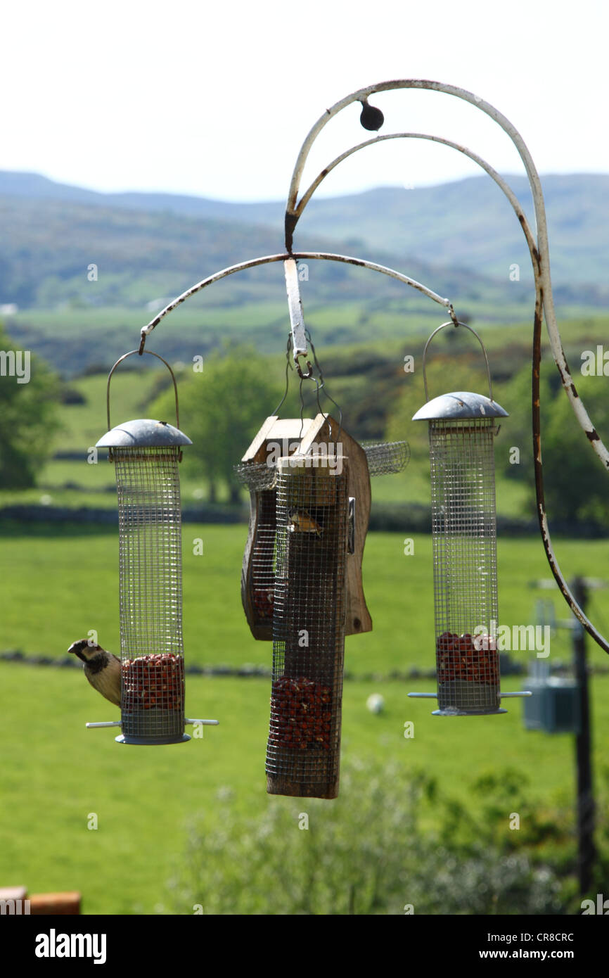 Ein Spatz Essen aus einer Krippe in einer ländlichen Gegend Stockfoto
