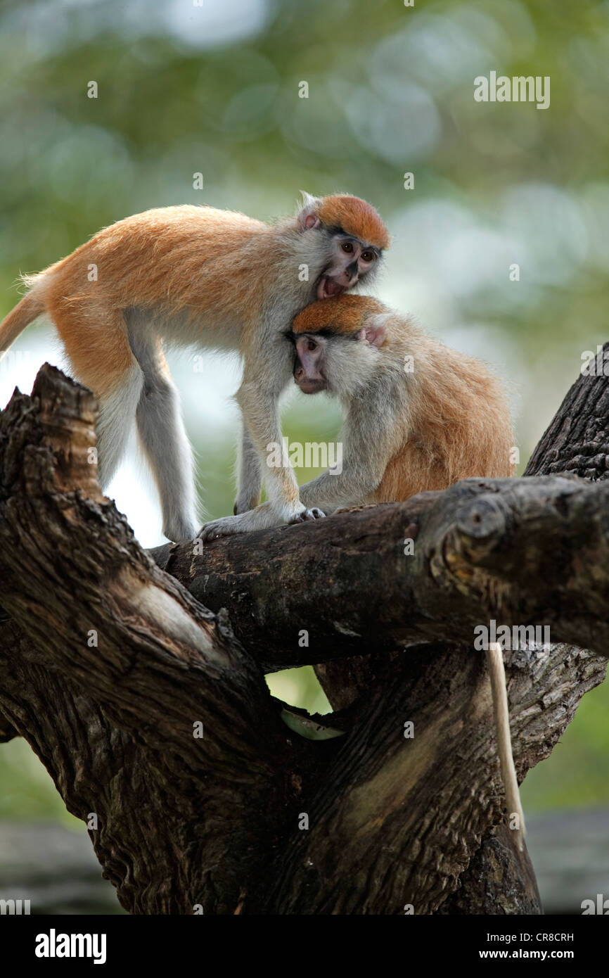 Husarenaffen, Wadi Affen oder Affen Husaren (Erythrocebus Patas Patas), zwei junge am Baum, Sozialverhalten, in Gefangenschaft, Singapur Stockfoto