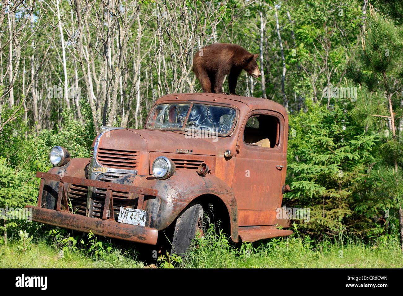 Amerikanische Schwarzbären (Ursus Americanus), Jungtier auf Autodach, Auto Wrack, Minnesota, USA Stockfoto