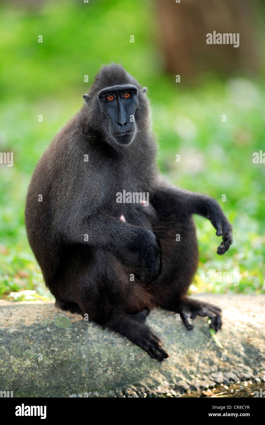 Celebes crested Makaken (Macaca Nigra), Weiblich, Erwachsener, in Gefangenschaft, Singapur, Südostasien Stockfoto