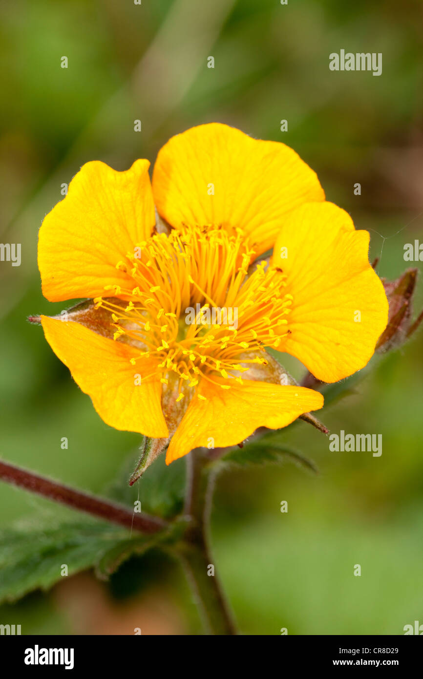 Geum Coccineum, Rosengewächse Stockfoto