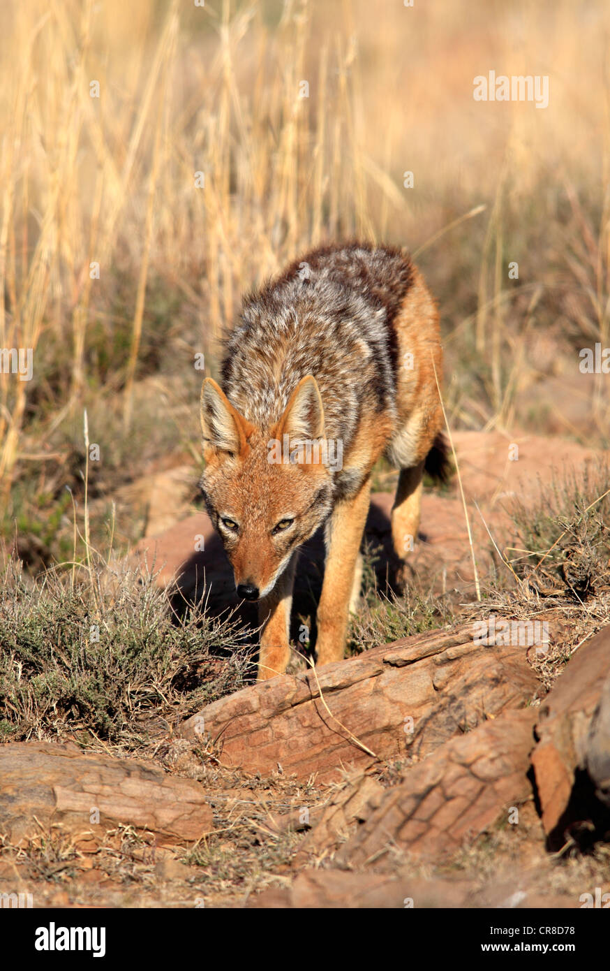 Black-backed Jackal (Canis Mesomelas), Erwachsener, Mountain Zebra National Park, Südafrika, Afrika Stockfoto