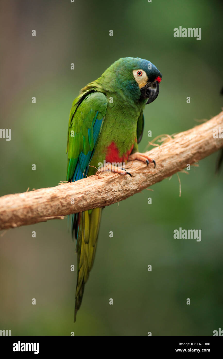 Blue-winged Ara oder Illiger Ara (Primolius Maracana), Erwachsene, thront  auf Baum, Florida, USA Stockfotografie - Alamy