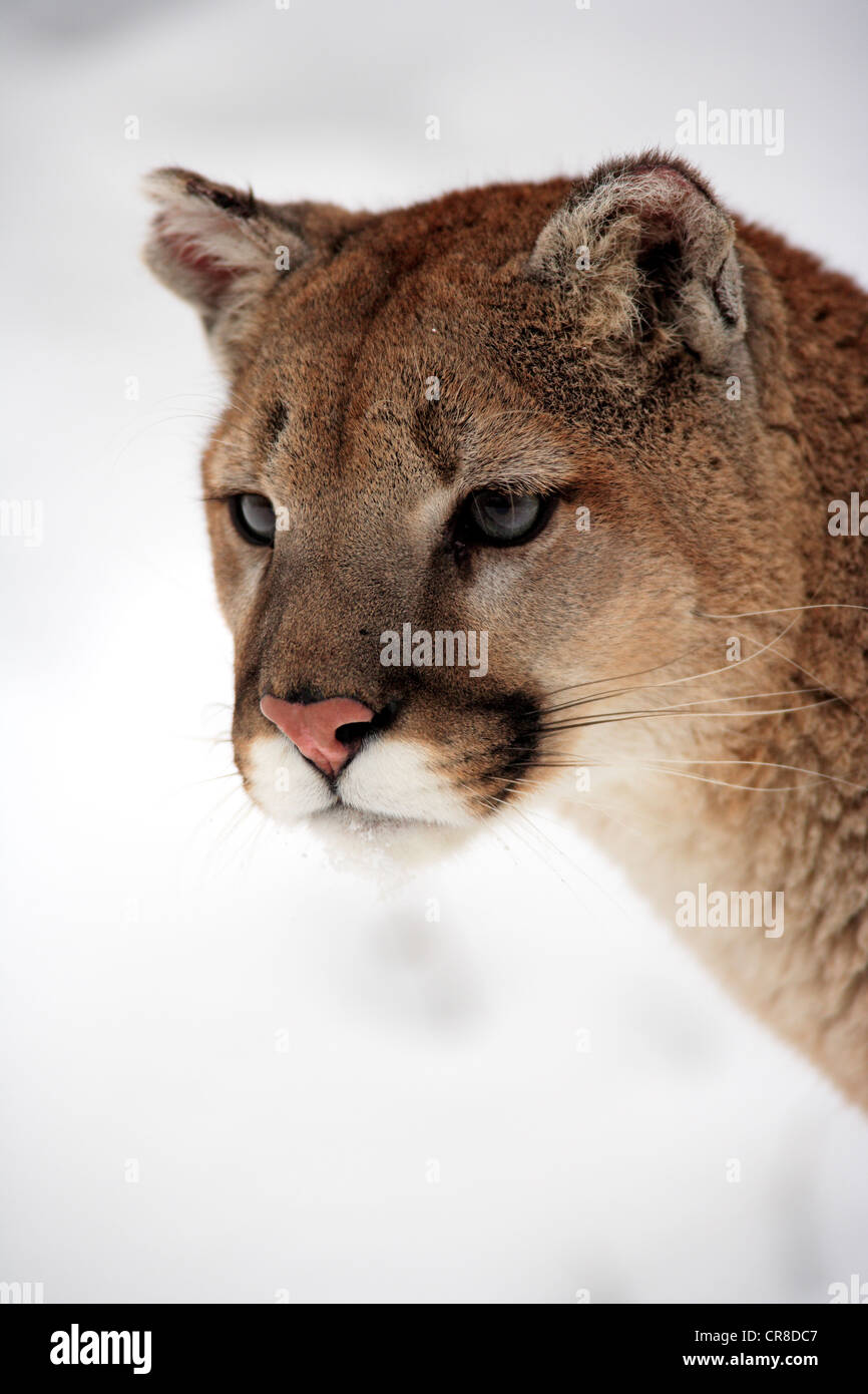 Puma, Puma oder Berglöwe (Puma Concolor), Erwachsene, Portrait, Schnee, Montana, USA Stockfoto