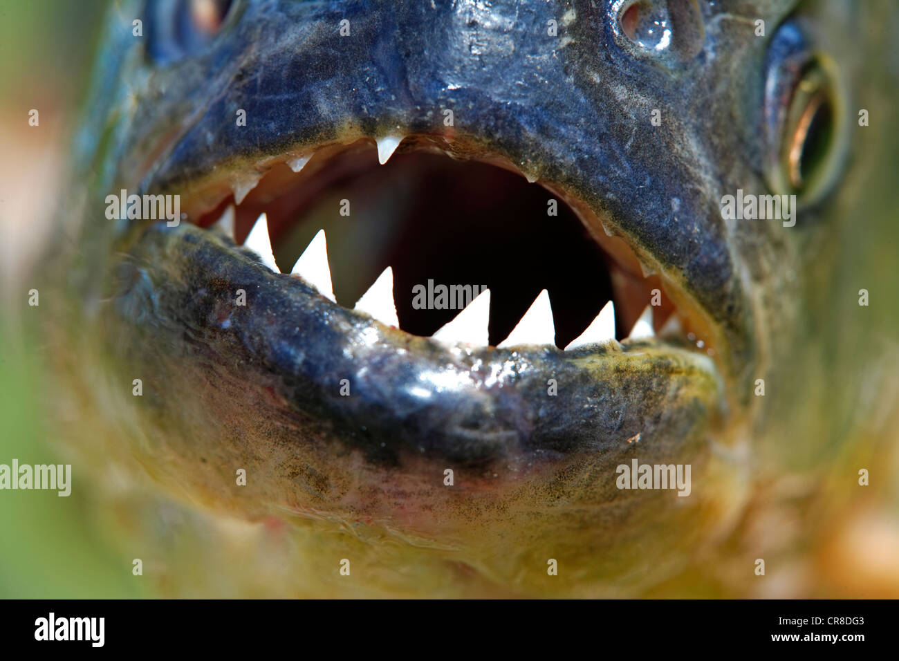 Roten Piranhas (Pygocentrus Nattereri), Erwachsene, Porträt, Pantanal, Brasilien, Südamerika Stockfoto