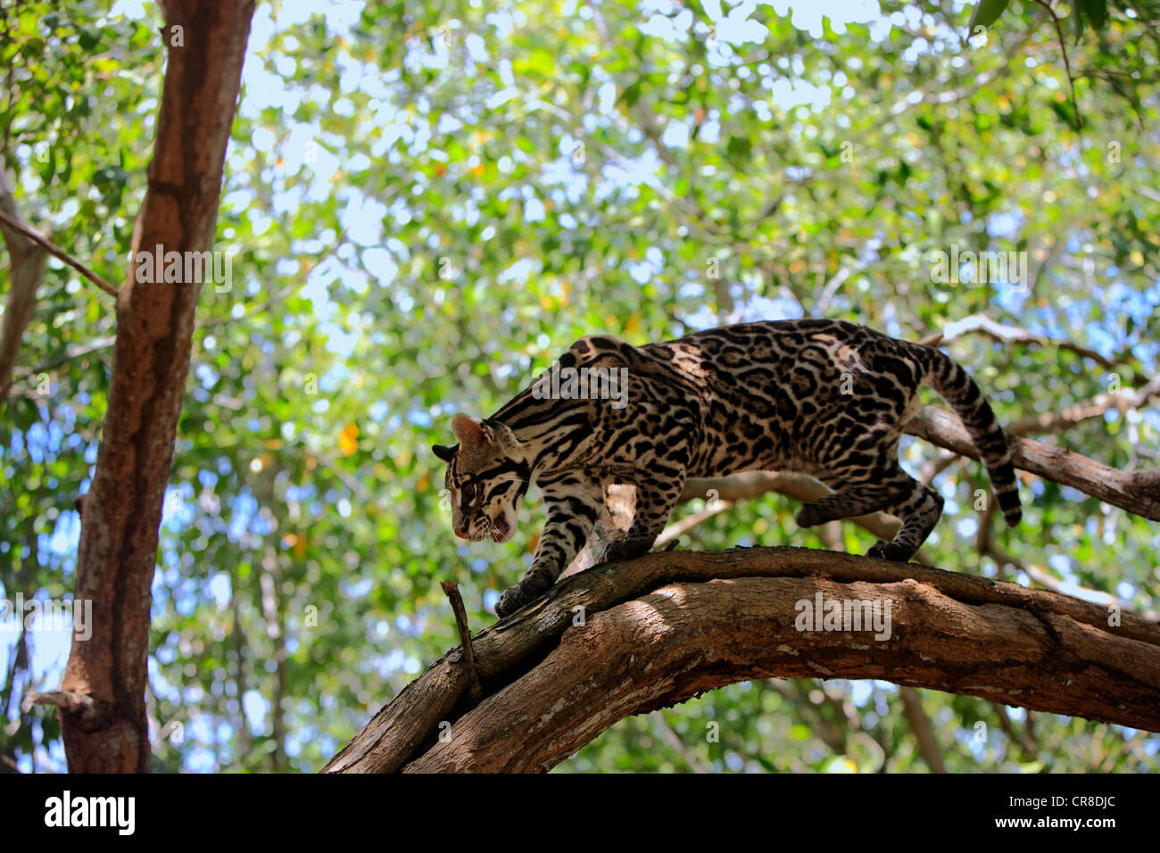 Ozelot (pardalis Pardalis, Felis Pardalis), Männchen auf einen Baum, Honduras, Mittelamerika Stockfoto