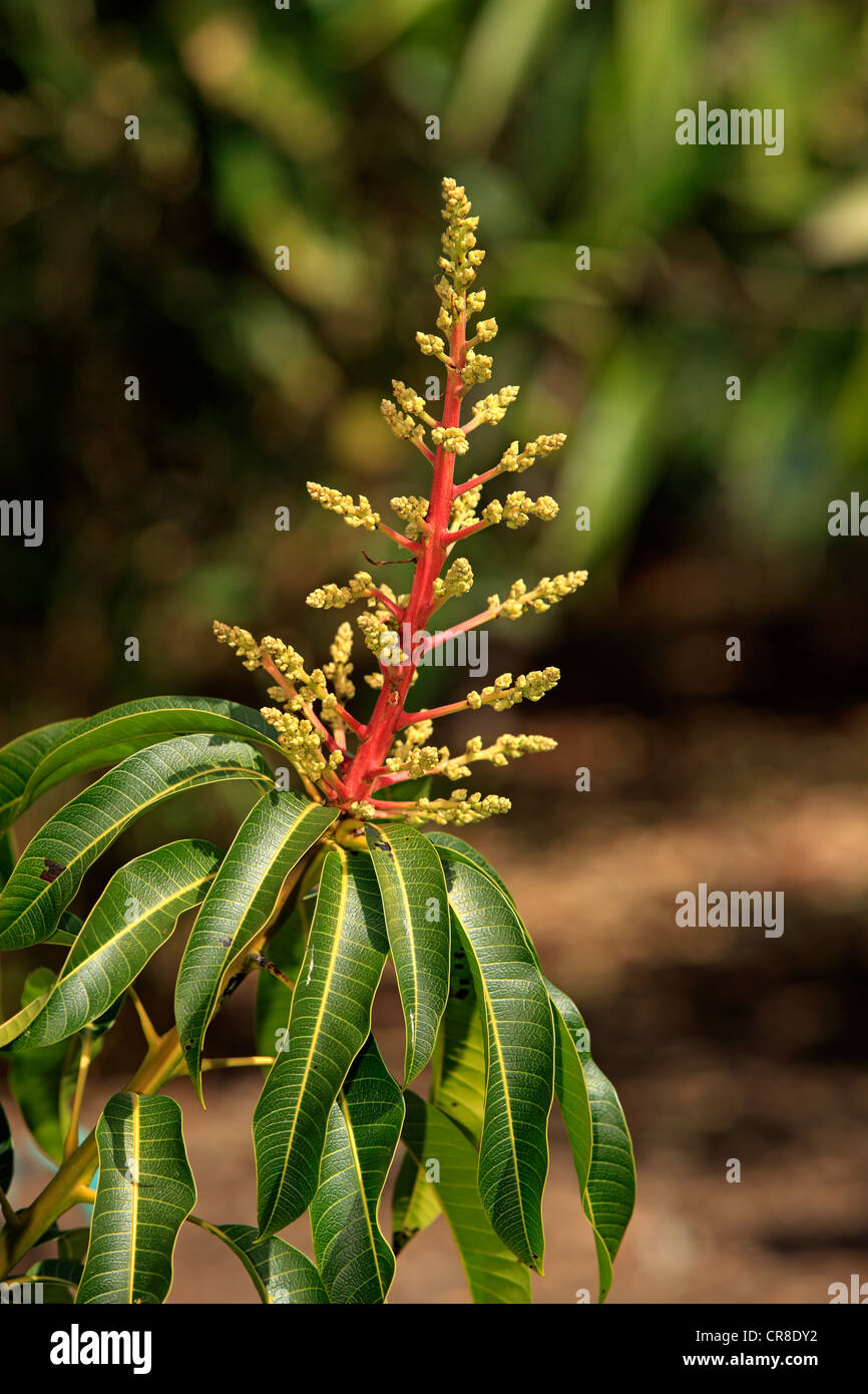 Mangobaum (Mangifera Indica), Blüte, Kalifornien, USA Stockfoto
